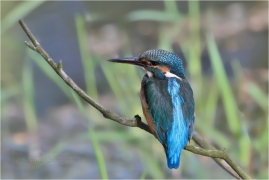 <p>LEDŇÁČEK ŘÍČNÍ (Alcedo attis) Šluknovsko - Jiříkov /Common kingfisher - Eisvogel/</p>